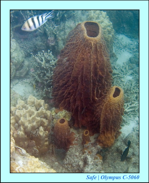 2006 - 07 - Perhentian - Plongee 229